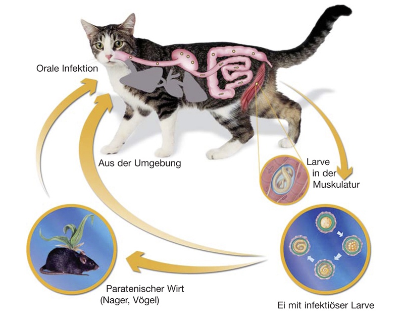 Wurmerkrankungen bei der Katze - der Katzenmensch