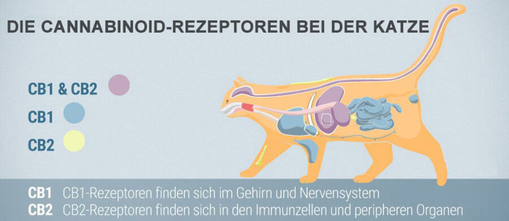 CBD bei der Katze Cannabinoid Rezeptoren