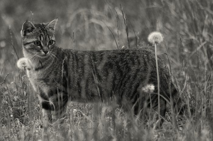 Katze BARFen - Katze im Feld - der Katzenmesch-Katzenblog