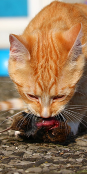 Katze-BARFen - rote Katze mit Maus - der Katzenmensch