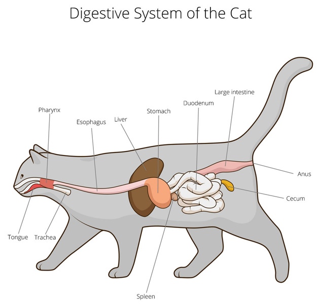 das-Verdauungssystem-der-Katze - Katze BARFen - der Katzenmensch