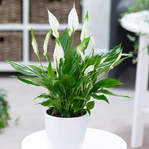 Giftig für Katzen - Einblatt (Spathiphyllum)