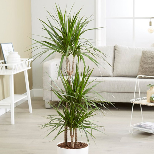 Giftig für Katzen - dracaena Marginata