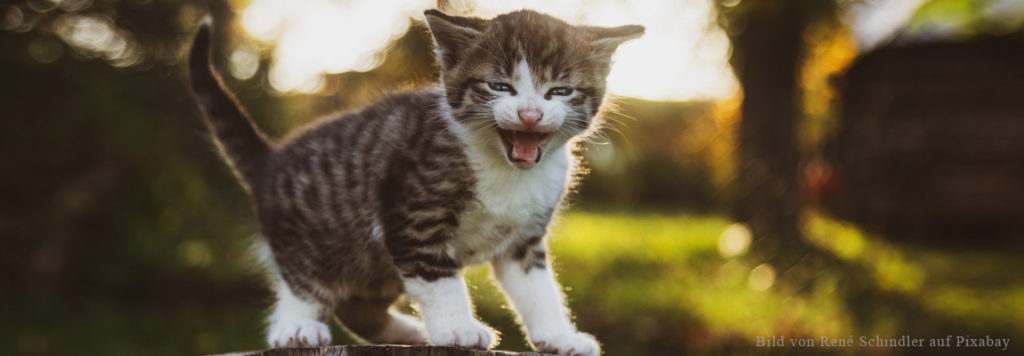 unsauberkeit-bei-der-katze-durch-stress