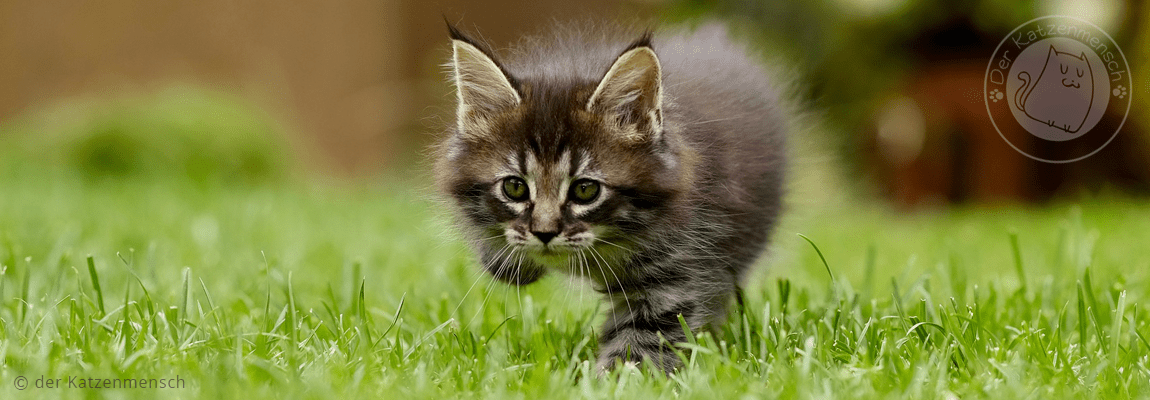 Katze impfen - Kitten im Gras