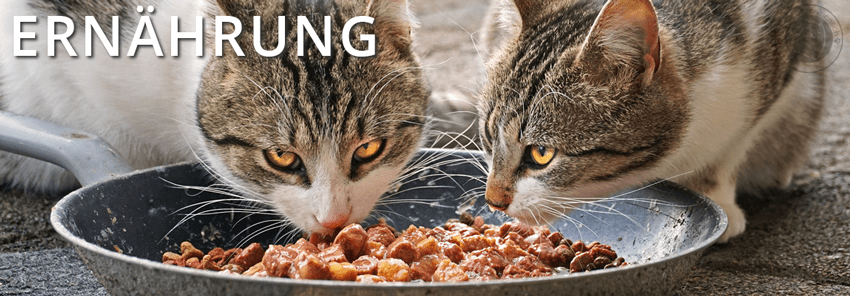 Ernährung - wissenswertes über die Ernährung der Katze