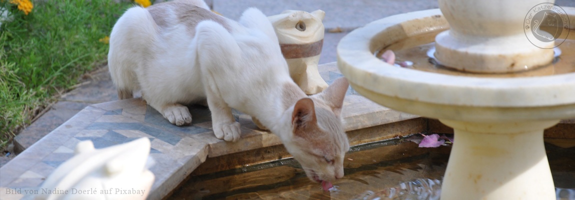 Katzenbrunnen Vergleichstest