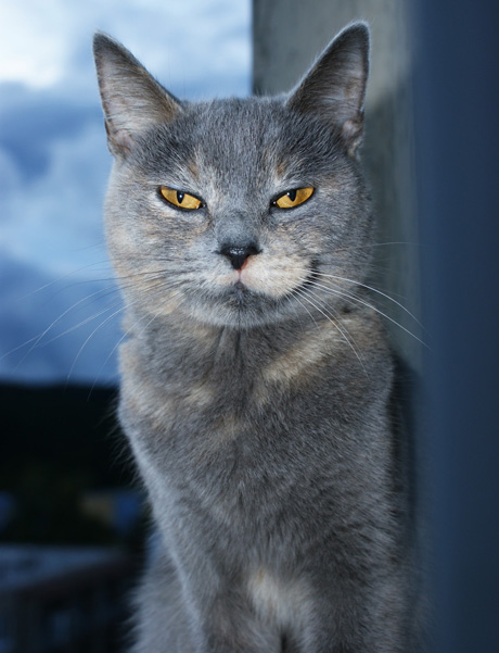 Tragestarre bei der Katze auslösen. Hier sieht man eine Katze die böse blickt