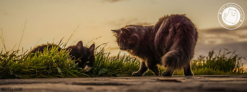 Freigänger oder Wohungskatze; Katzen auf dem Feld