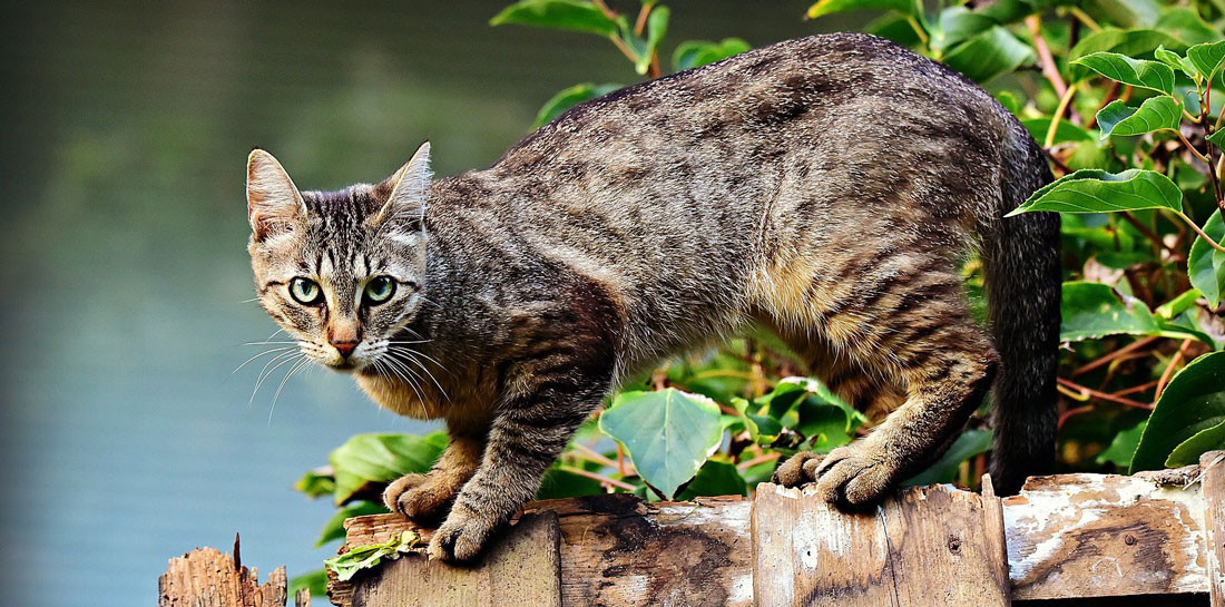 Freigänger oder Wohnungskatze; Katze auf einem Holzzaun