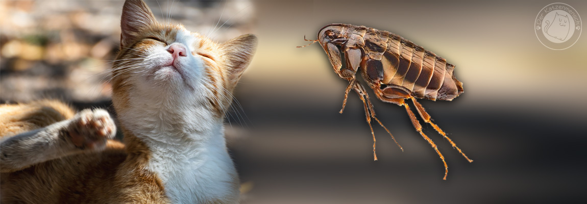 Flöhe bei Katze und Hund