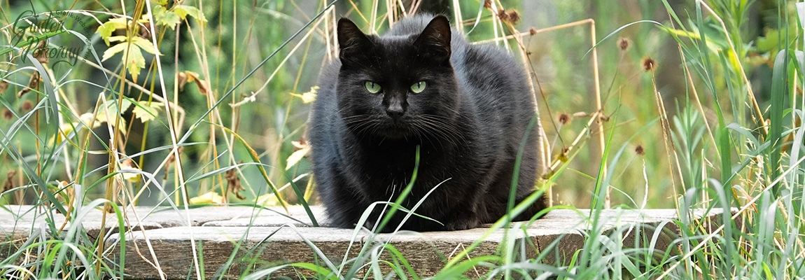 Verhaltensweisen der Katze Titelbild