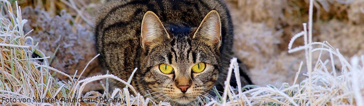 Verhaltensweisen der Katze bei der Jagd