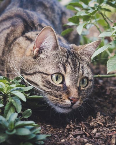 Freigänger oder Wohnungskatze - Katze im-Dickicht