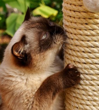 Kratzbaum kaufen für die Katze - Katze kratzt am Sisalstamm