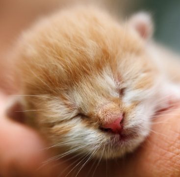 Katzen: Ihre Entwicklung Persönlichkeit und Sprache - Katzenbaby