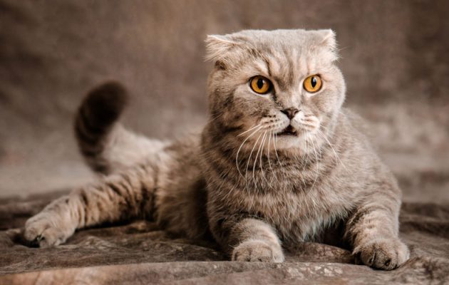 Scottish-Fold Katze als Beispiel für Qualzucht bei Katzen