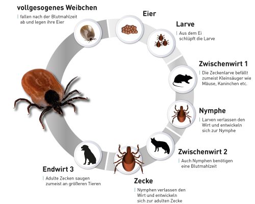 Zecken bei der Katze - Lebenszyklus einer Zecke - Der Katzenmensch