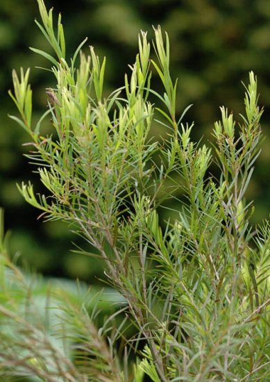 Australischer Teebaum - ätherische Öle des Teebaumes sind giftig für Katzen